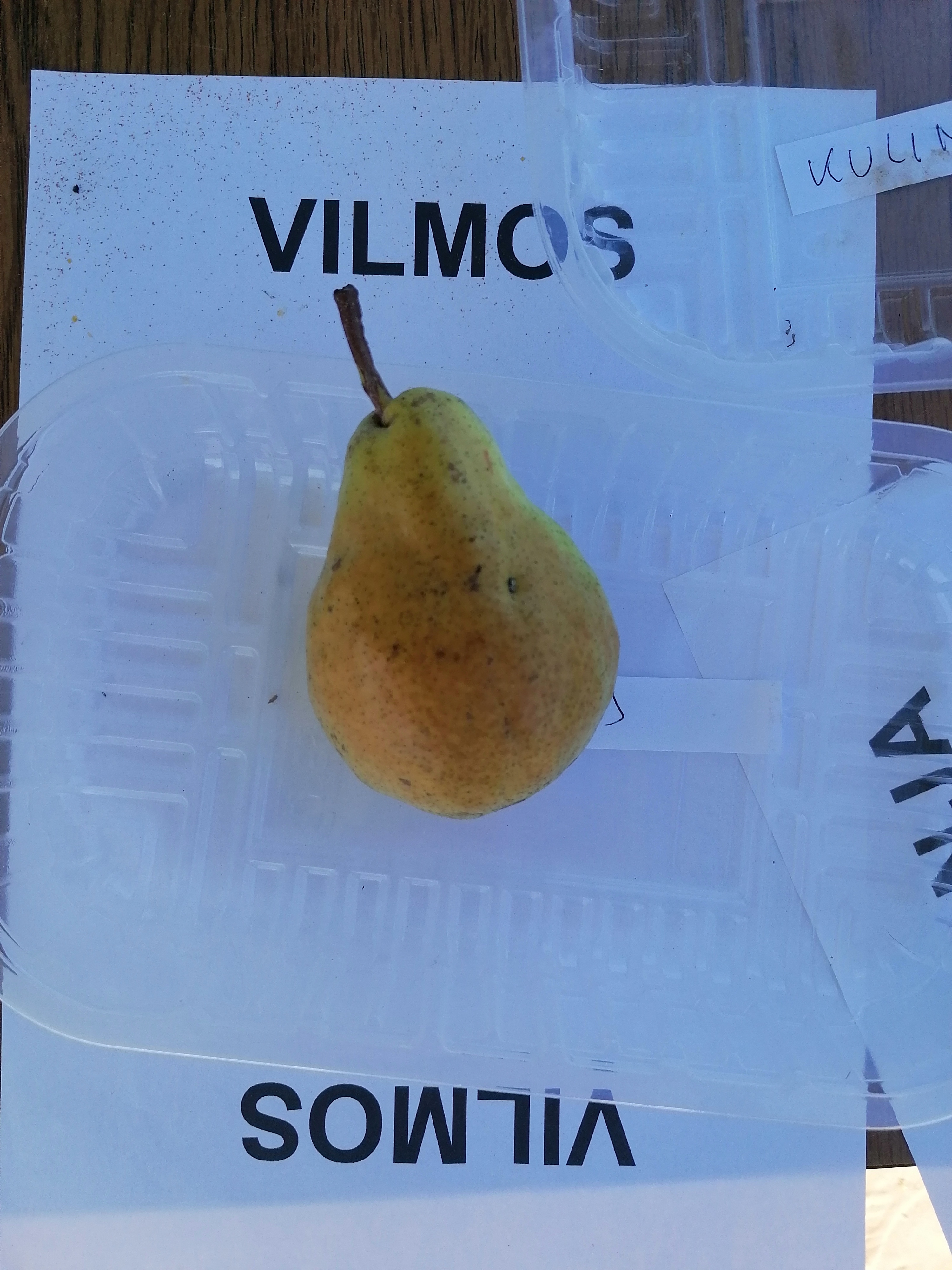 Vilmos körtefa